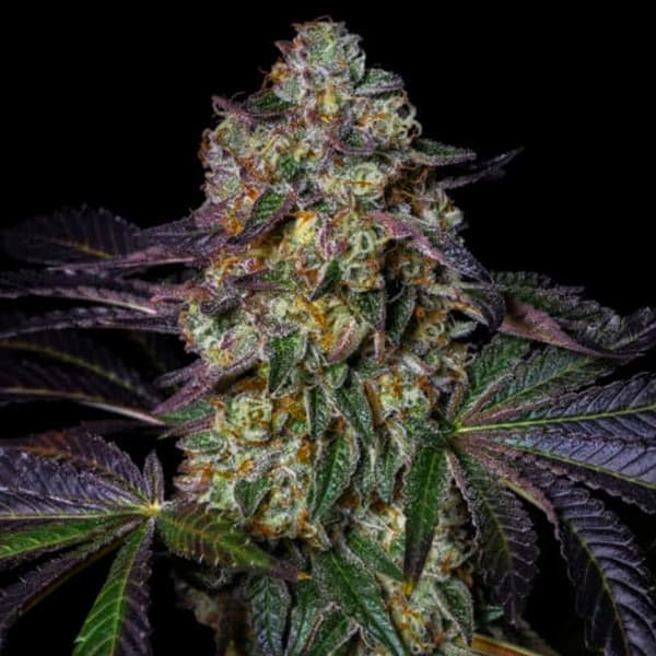 Kushmallow Seed > Pure Instinto | Feminized Cannabis   |  Indica